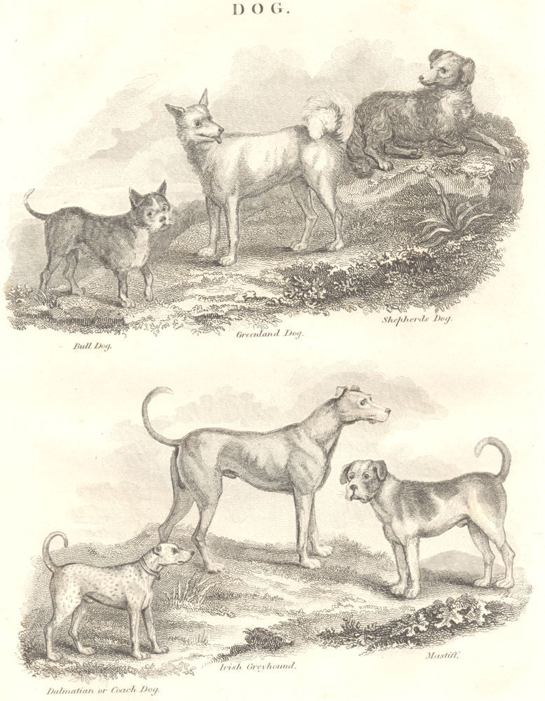 DOGS. Bull Dog; Greenland; Sheep; Dalmation Coach; Irish Greyhound; Mastiff 1830
